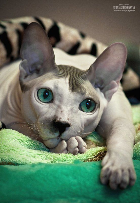 Мечтатель...))photo preview