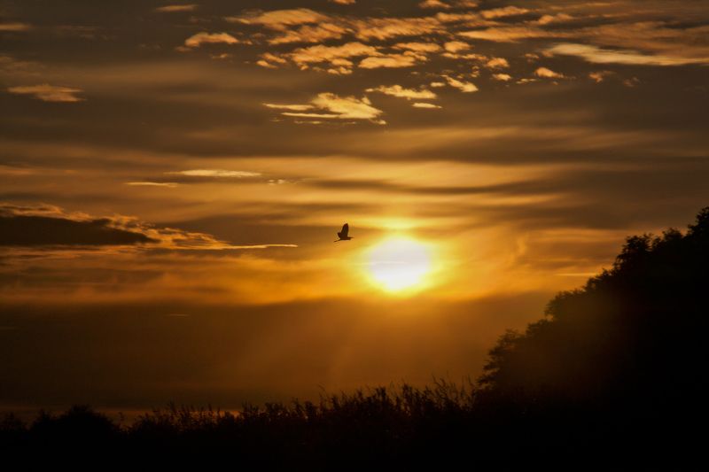 Волга, Рассвет, Солнце, Утро, Цапля Рассветная..photo preview