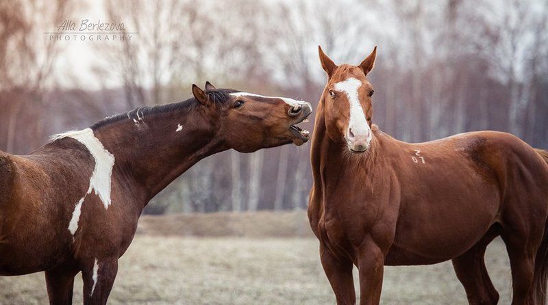лошади, кони, лошадь, жеребец, рыжий, осень, игра, утро конный разговорphoto preview