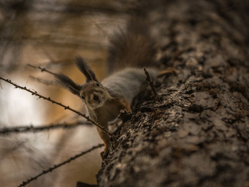 Got nuts?photo preview