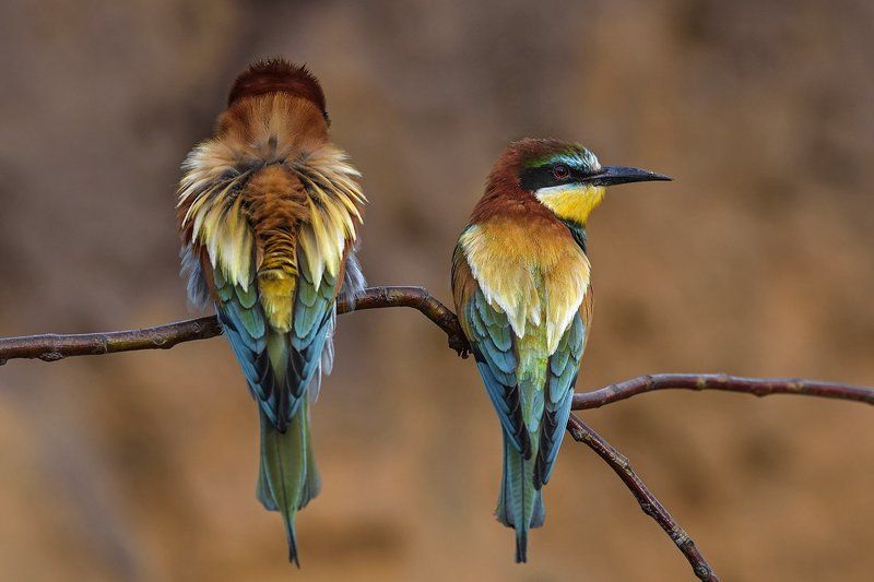 золотистая, щурка Золотистые щуркиphoto preview