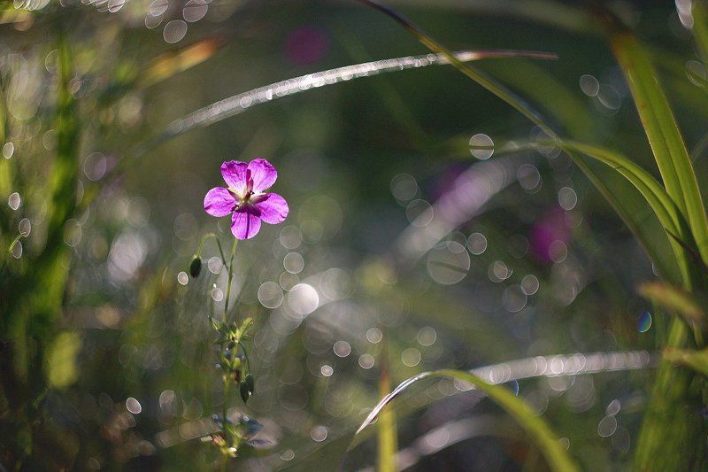 цветок , утро Цветок )photo preview