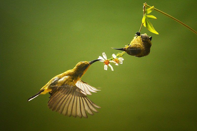 sunbird, animal, aves, hovering, action only you and mephoto preview