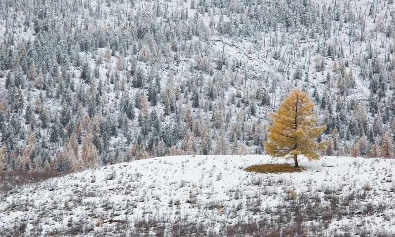 алтай ,лиственница ,первый снег  ,одна ,вопреки ,лес ,горы, желтый,осенняя лиственница, осень - А я против !photo preview