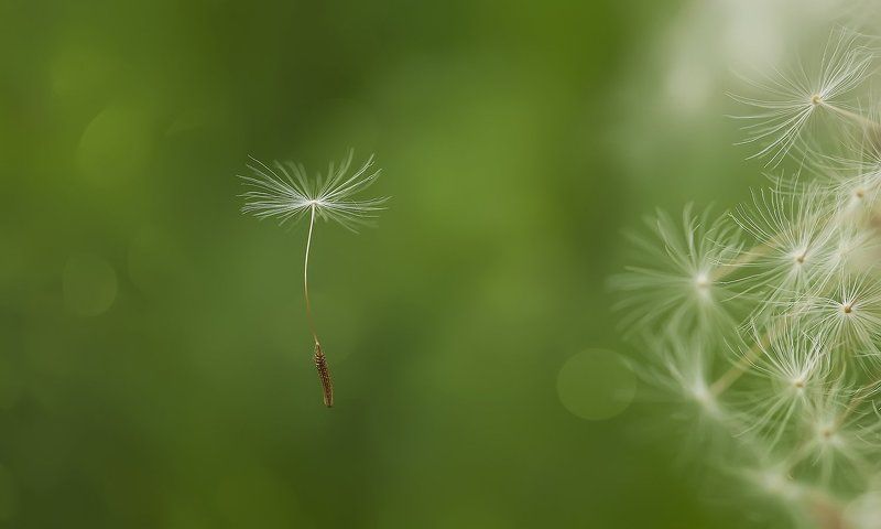 Первый фото превью