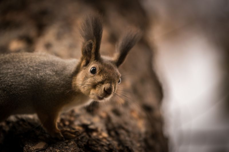 Удивлениеphoto preview