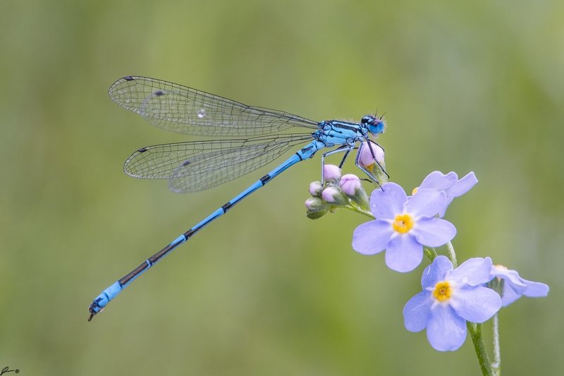 macro, makro, Coenagrion puellaphoto preview