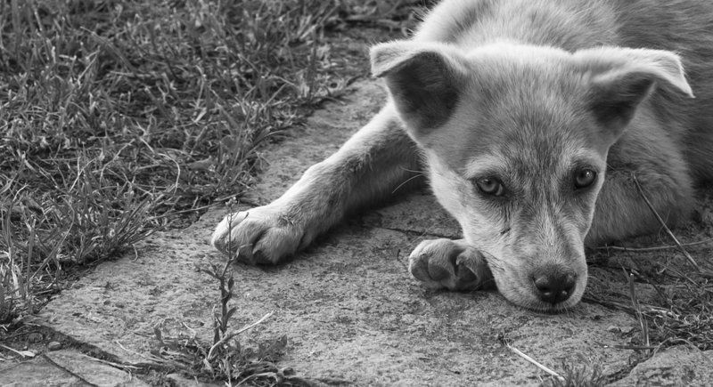 Налетела грусть...photo preview