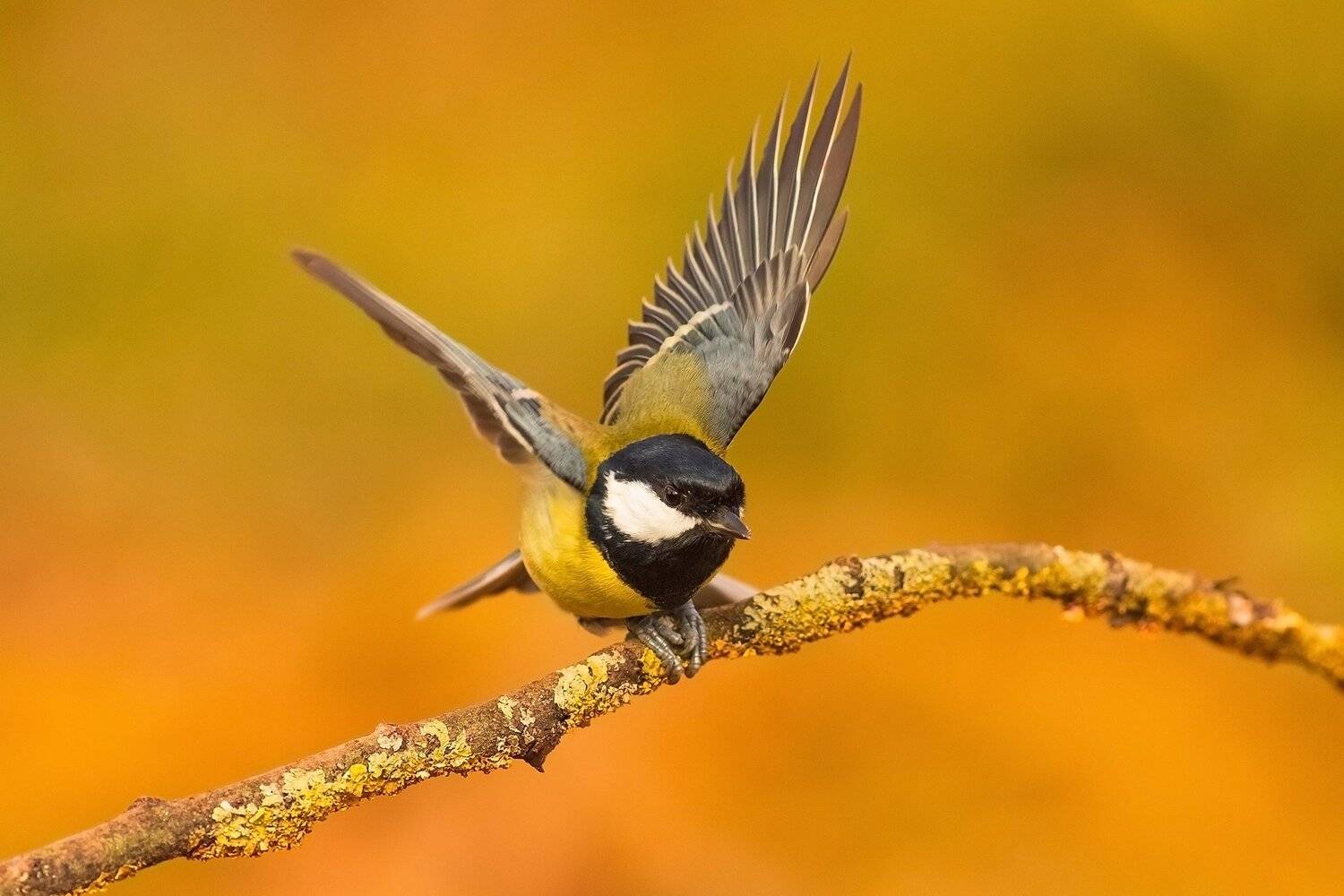 , Łukasz Sok&oacute;ł