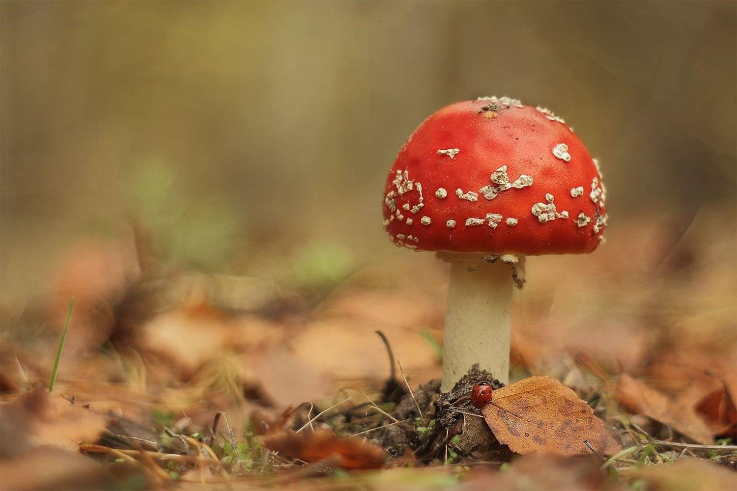 мухомор. Автор: Роман Рысь мухомор, Роман Рысь
