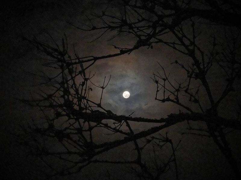 ночь, луна, ***photo preview