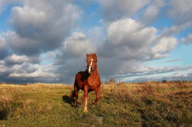 лошади, облака ***photo preview