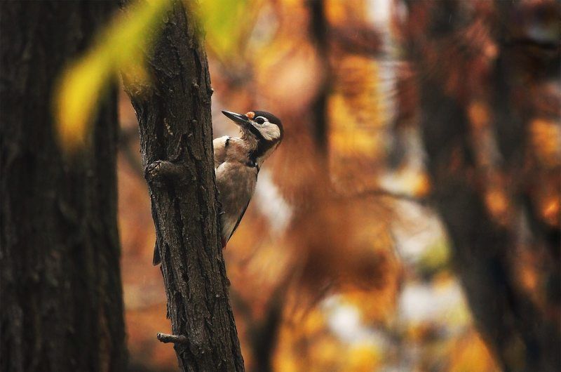 соседphoto preview