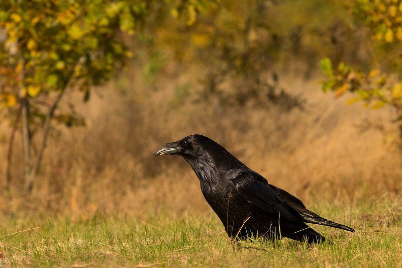 Воронphoto preview