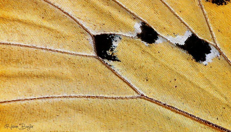 butterfly,wings,macro,details Texturephoto preview