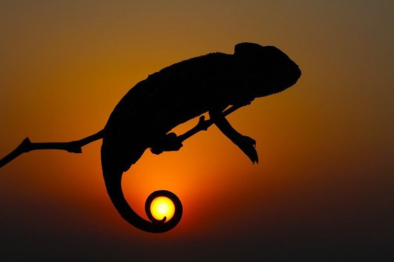 nature,animals,chameleon,sun,sunset,animal,canon,wildlife SUNsetphoto preview