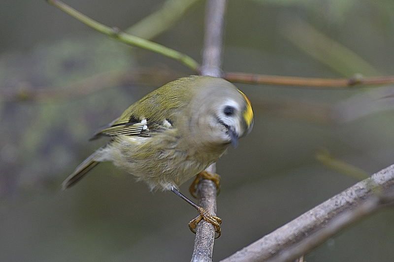 Непоседа фото превью