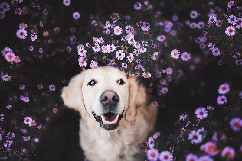 собака, цветы, золотистый ретривер, ретривер, голден Осенние цветыphoto preview