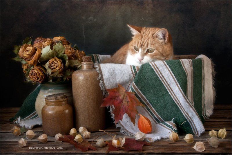 Где ты, май..?photo preview