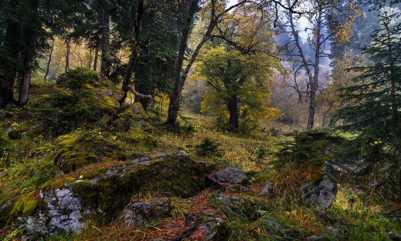 Про лес предгорьяphoto preview