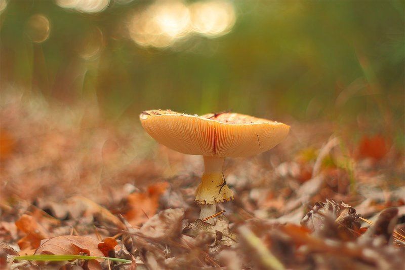 мухомор мухомор 2photo preview