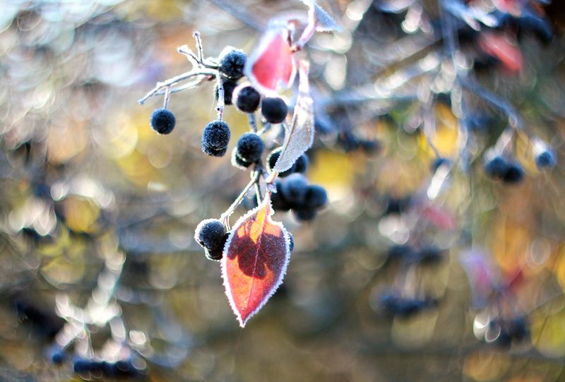 рябина , иней , мороз, осень ***photo preview