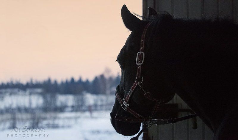 лошадь, вороной, черный, утро, зима, рассвет, холод начало нового дняphoto preview