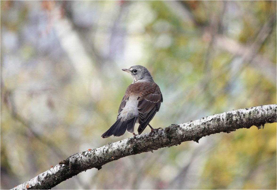 Рябинница. Автор: КарОл дрозд-рябинник, КарОл