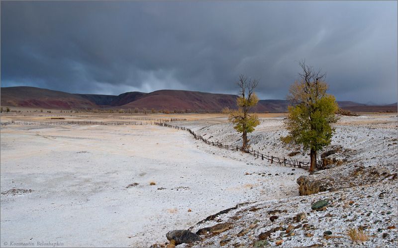 алтай, реликтовые тополя, чаган узун В долине Длинного Чаганаphoto preview