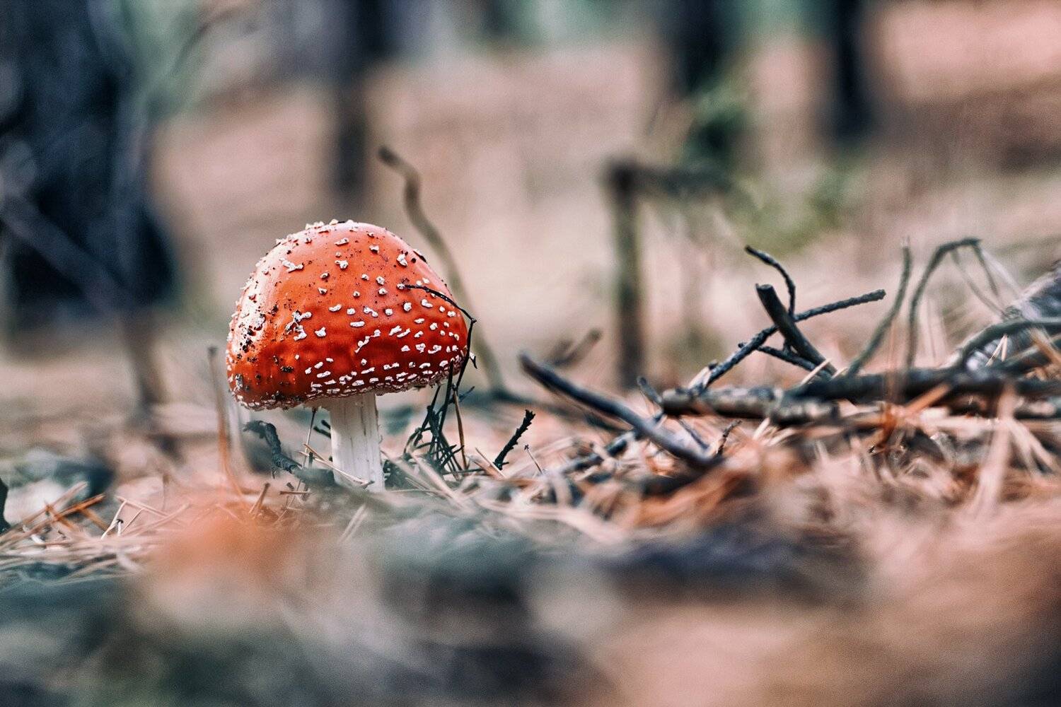 гриб, фон, лес, ветки, мох, Юрий Котов