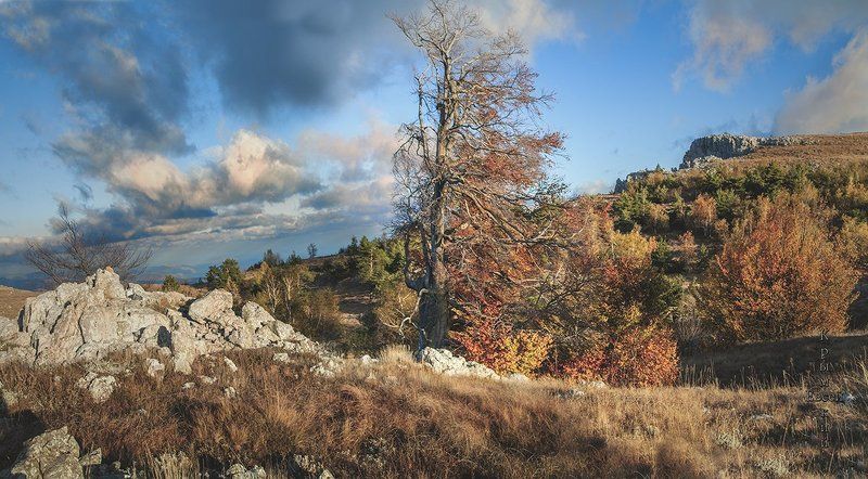 осень,деревья,плато. Крым. фото превью