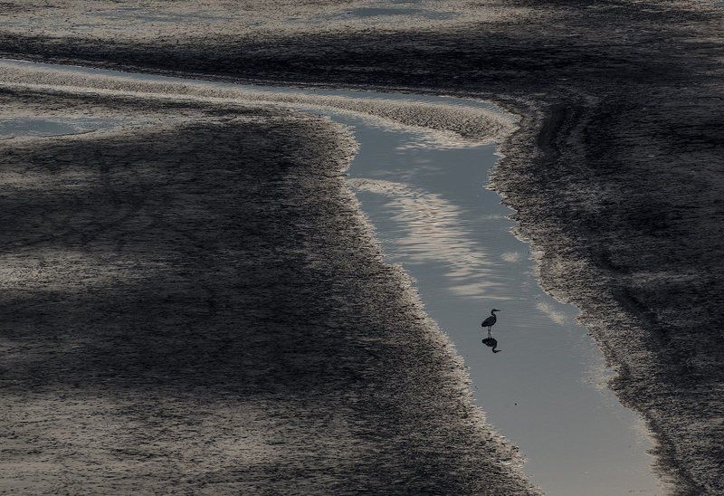 серая, цапля Серия \