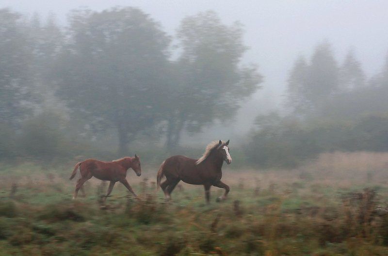 туман , лошади , осень Семья )photo preview