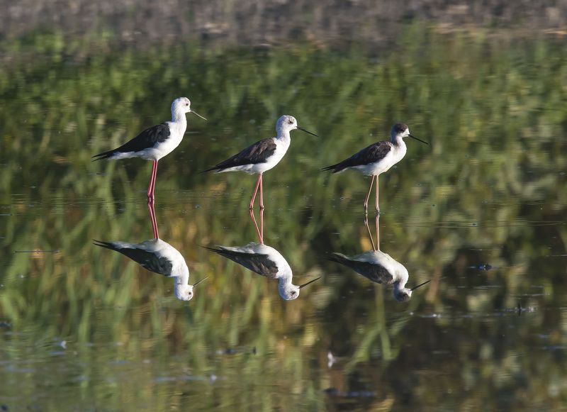 reflectionphoto preview