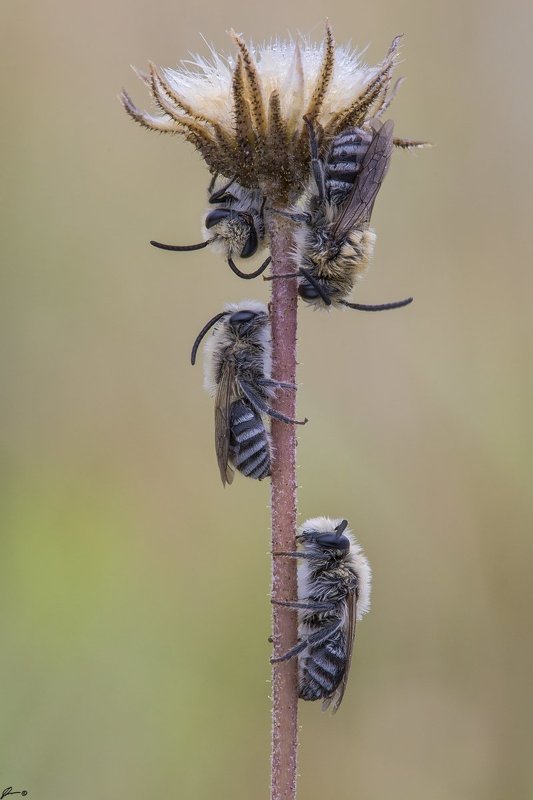 macro, makro, insect, wildlife, nature, Colletes sp.photo preview