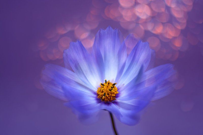 про цветыphoto preview