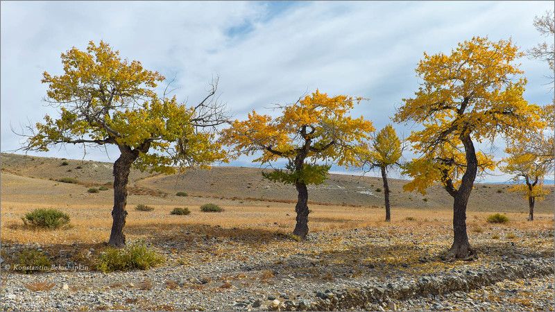 алтай, реликтовые тополя, энты Танцы тополейphoto preview