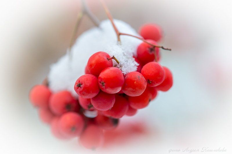 Белое и Красноеphoto preview