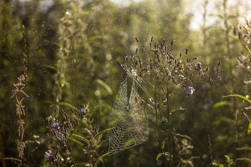 Паутинки августа.photo preview