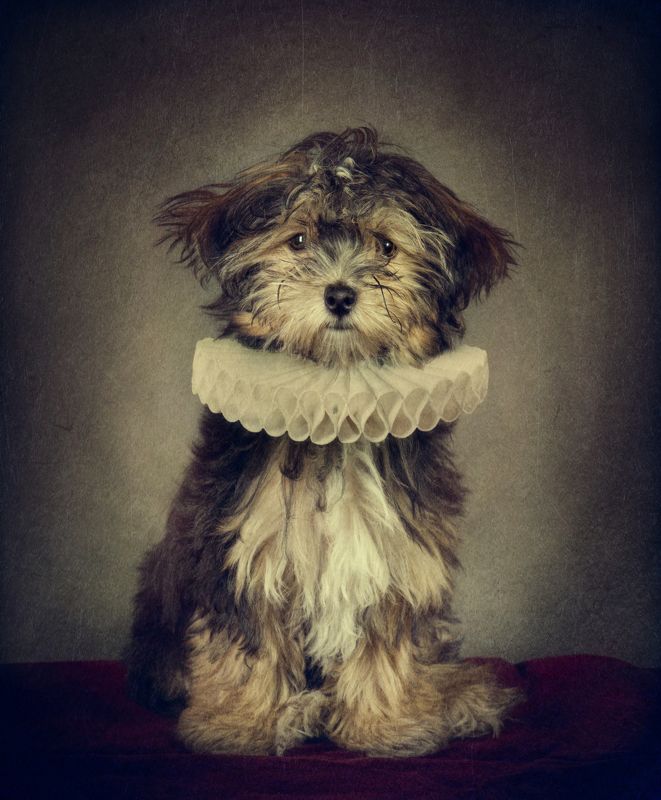 ************photo preview