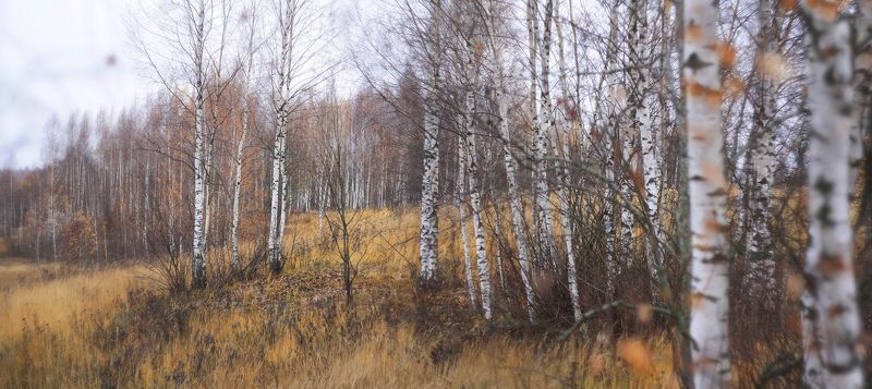 осень Русский пейзаж )photo preview