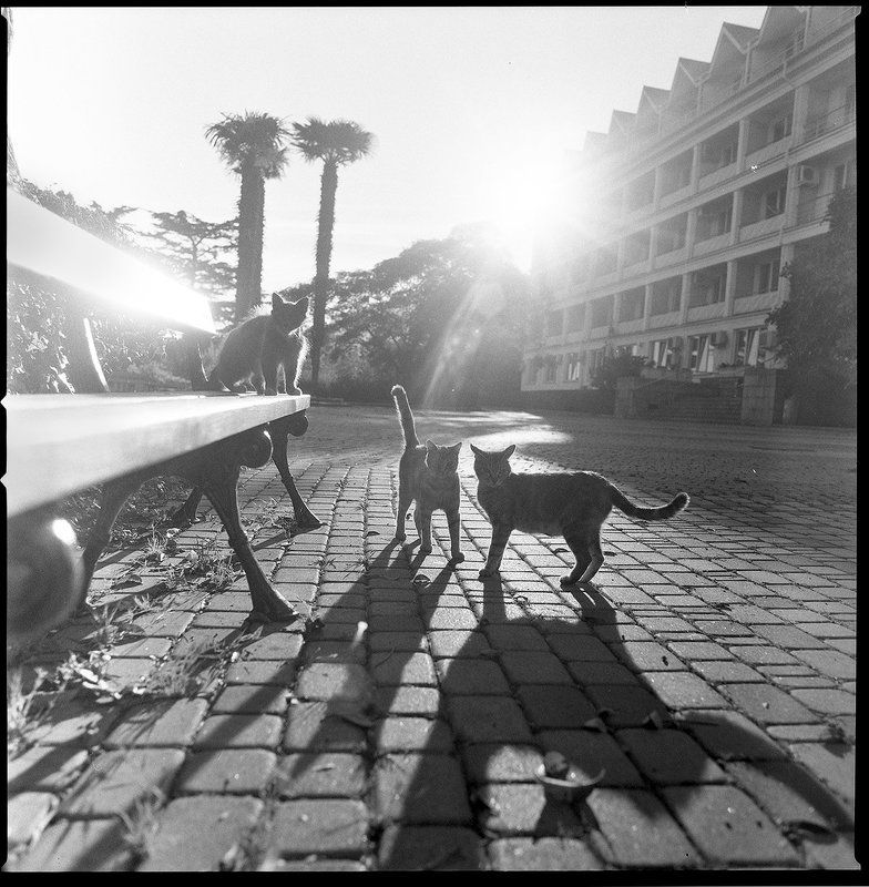 Прогулка с Кошкамиphoto preview