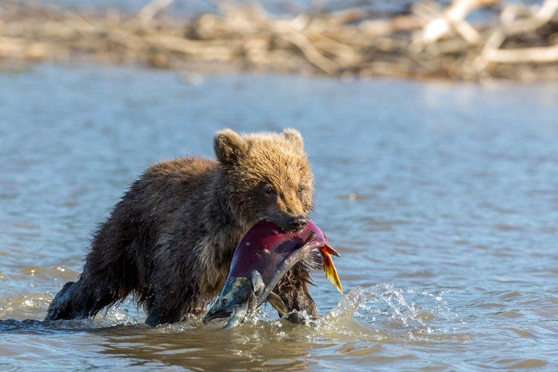 Медведь, Камчатка,  Первый уловphoto preview