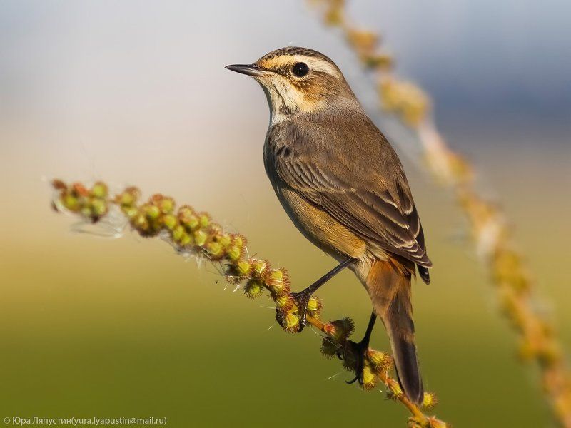 варакушка ***photo preview