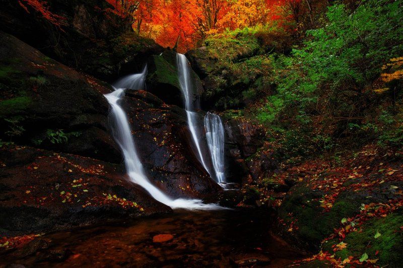 Цветовете на Стара планинаphoto preview