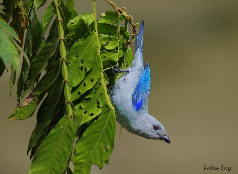 дикая природа, дикие животные, птицы, танагра, Акробатphoto preview