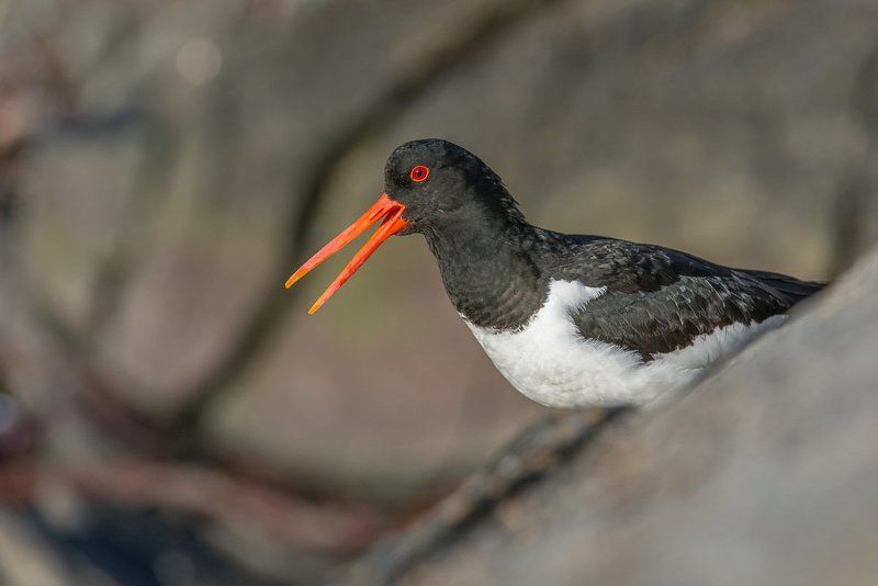 eurasian oystercatcher, ostrygojad, haematopus ostralegus, aves, birds, dominik chrzanowski wildlife photography Eurasian Oystercatcher фото превью