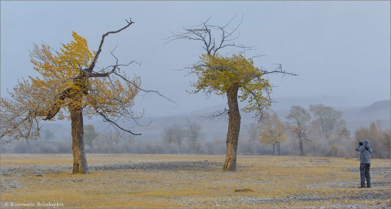 алтай, реликтовые тополя Реликтовые фотомоделиphoto preview