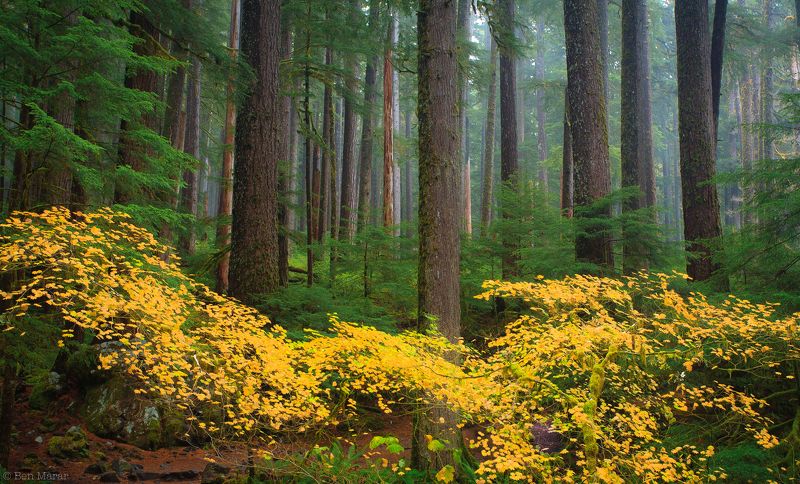 On the Yellow Cloudphoto preview