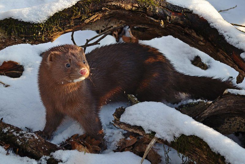 норка, европейская Норка европейскаяphoto preview